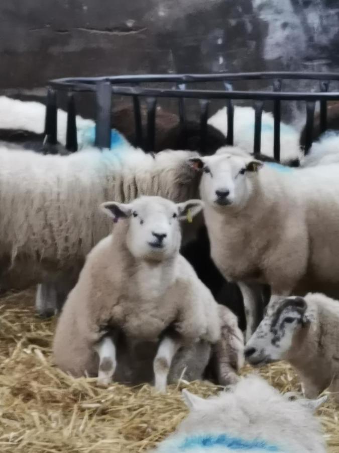 Gosforth  Rainors Farm Cottage מראה חיצוני תמונה