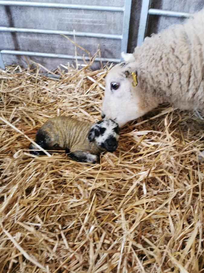 Gosforth  Rainors Farm Cottage מראה חיצוני תמונה