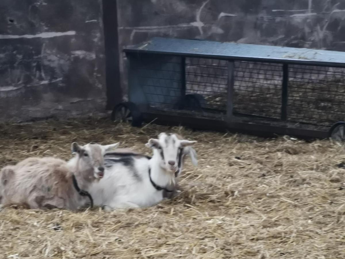 Gosforth  Rainors Farm Cottage מראה חיצוני תמונה